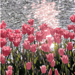 Kit de pintura de tulipanes